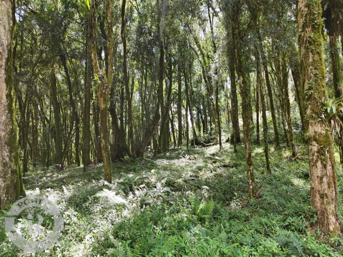 TERRENO CANELA